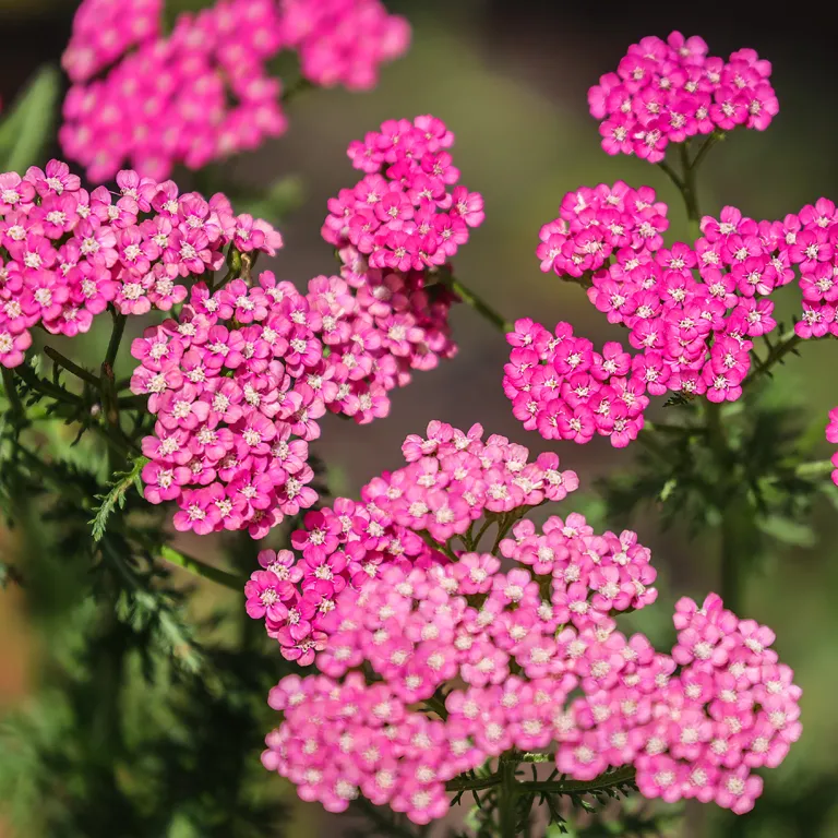 Fleurs d’achillée millefeuille au mois d'août