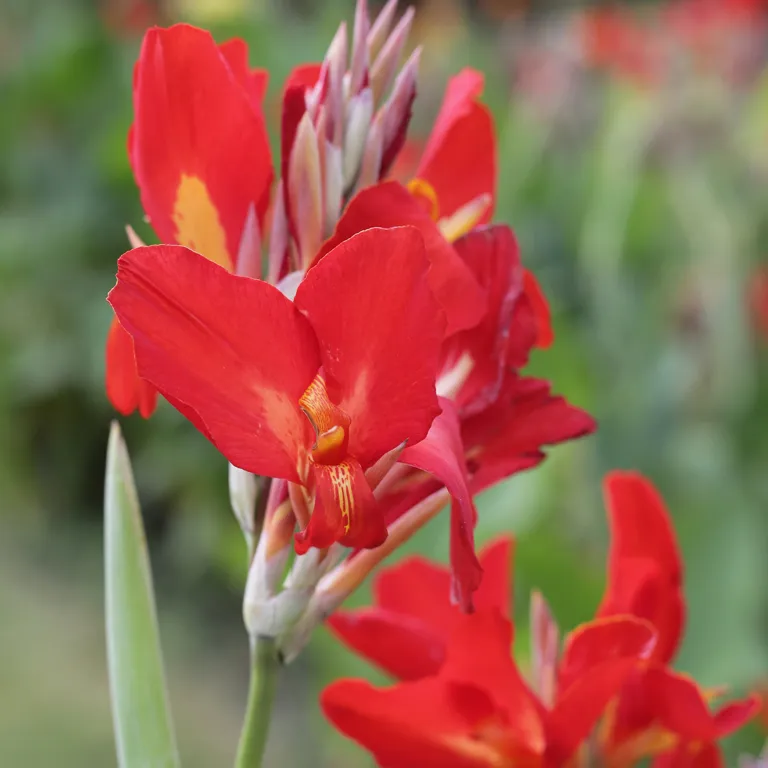 Fleurs de canna en août
