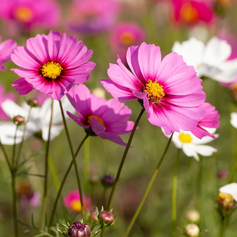 Fleurs de cosmo en août