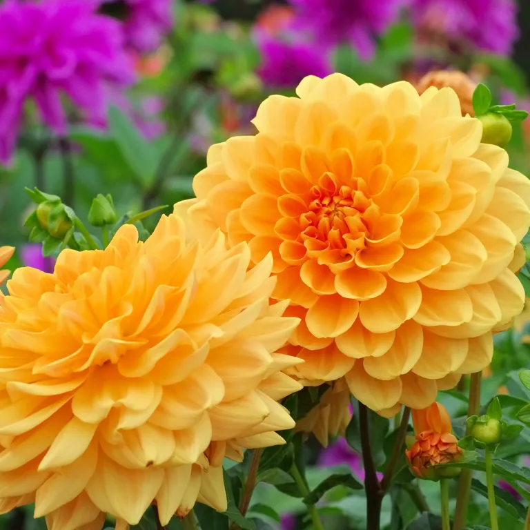 Fleurs de dahlias en août