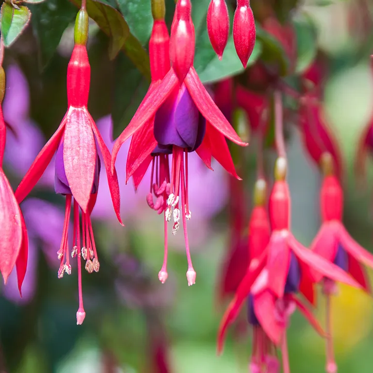 Fleurs de fuchsia en août