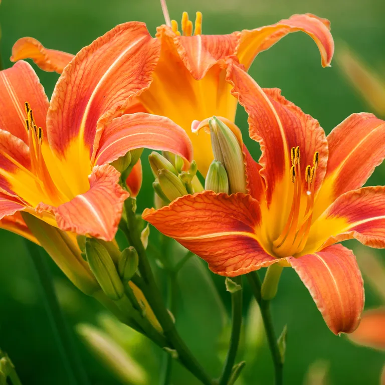 Fleurs d’hémérocalle au mois d'août
