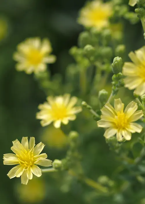 fleurs jaune de laitue