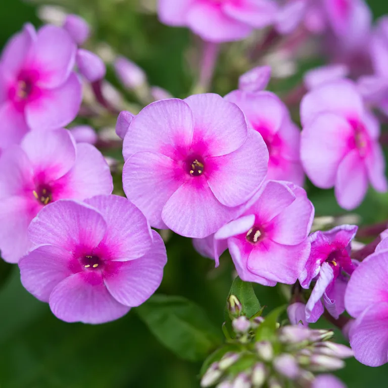 Fleurs de phlox au mois d'août