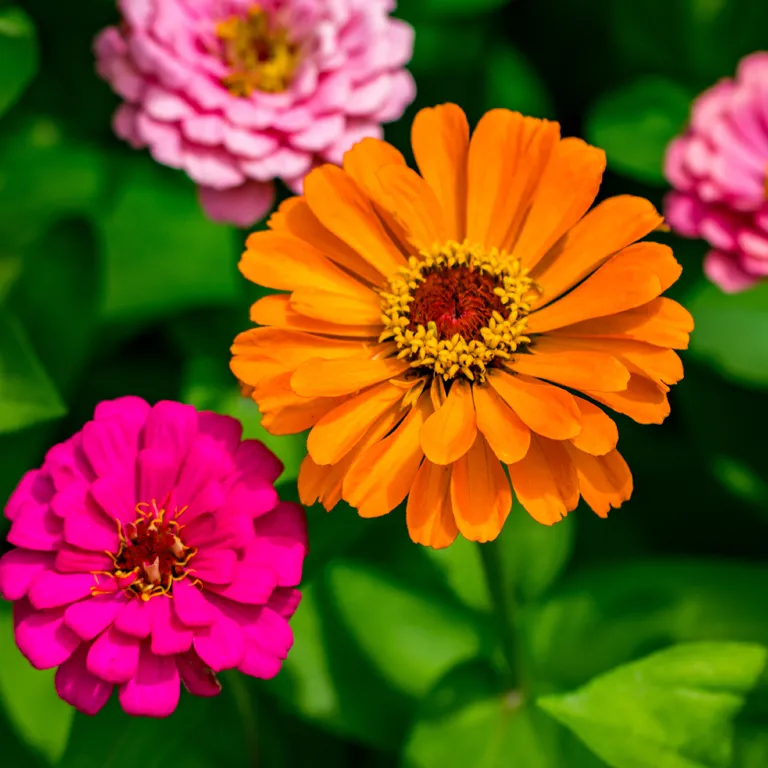 Fleurs de zinnia en août