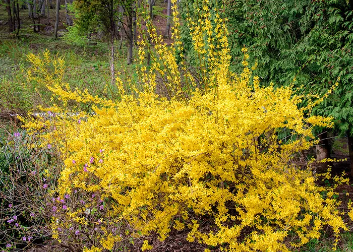 Forsythia fleuri en hiver