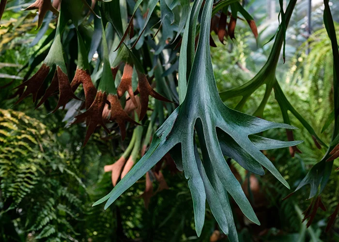 Fougère corne d'élan : variété de plante tropicale