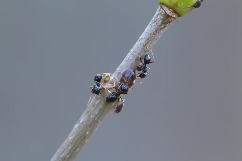 Fourmis se nourrissant de miellat de cochenilles