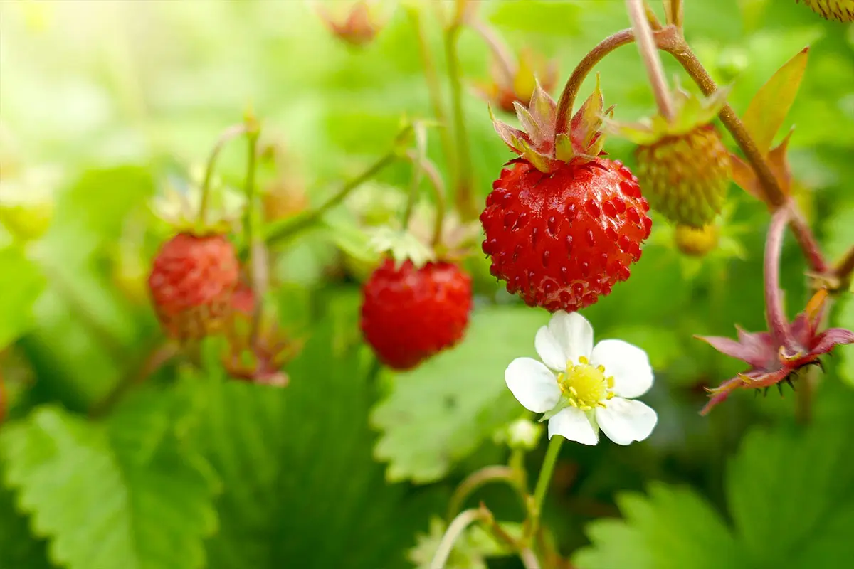 Fraise des bois