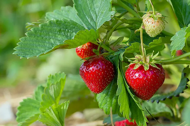 fraise sous serre juillet