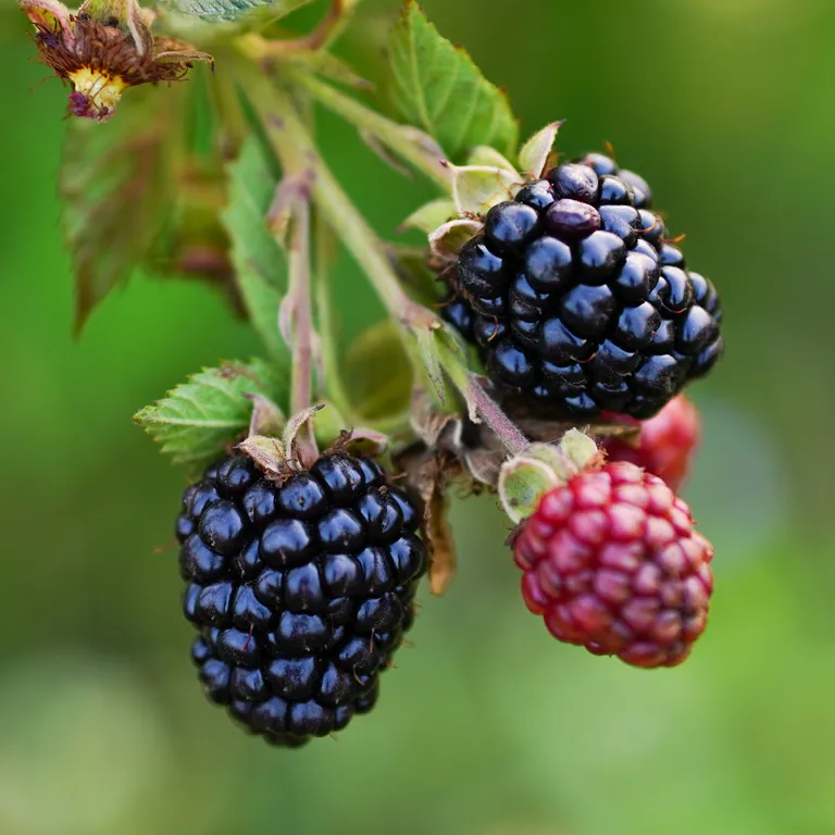Mûres noires et rouges sur un mûrier sauvage au mois d'août