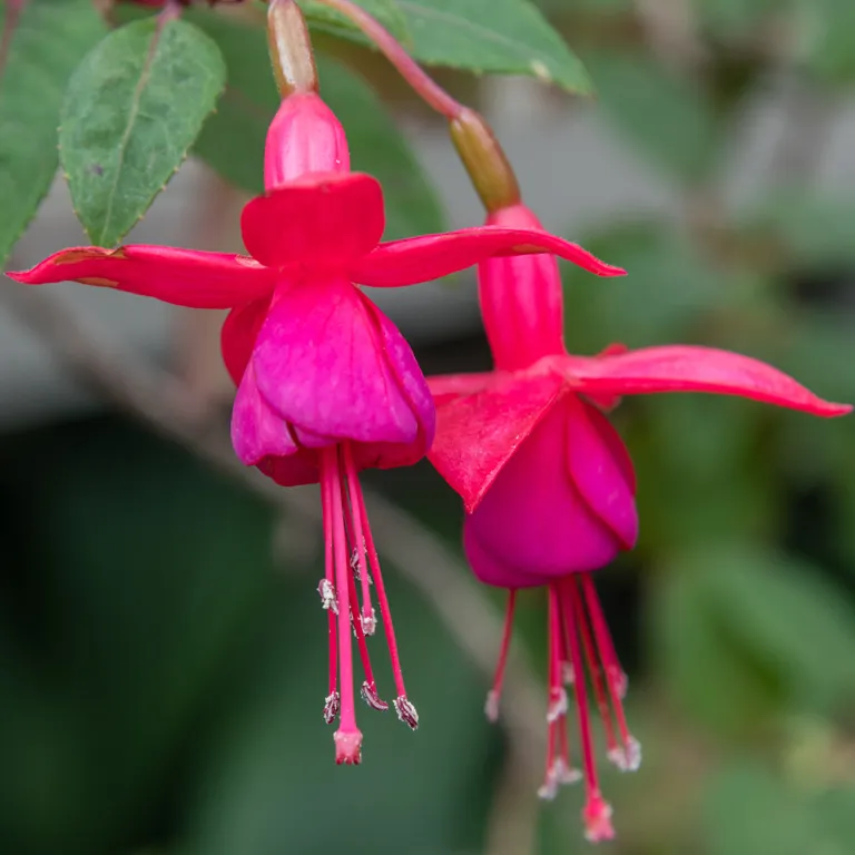 Fleurs de fuchsia en septembre