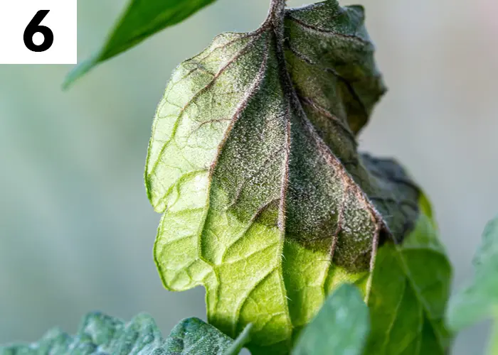 Tâche n°6 en août au jardin : Surveiller les maladies (mildiou...)