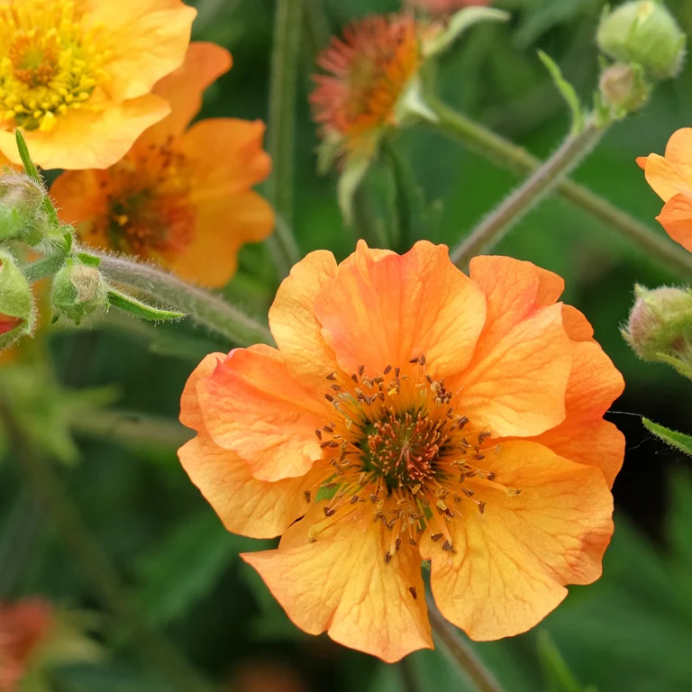Geums (benoites) en mai