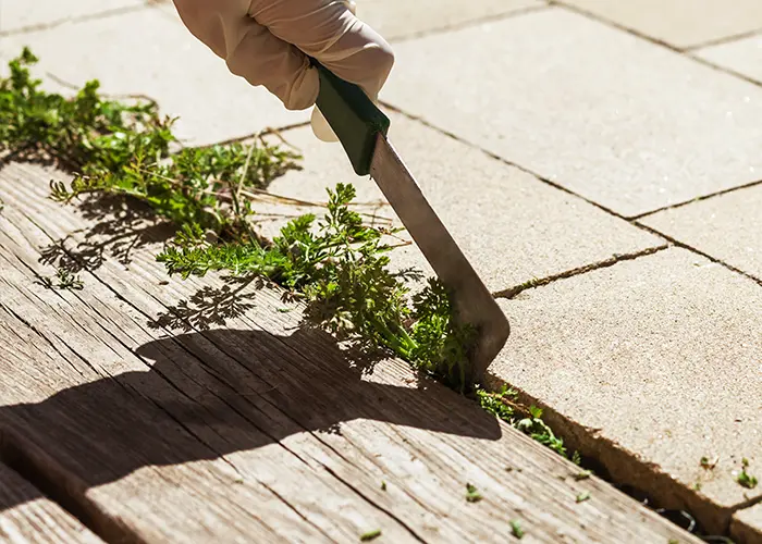 Grattoir anti mauvaises herbes entre les joints d'une terrasse