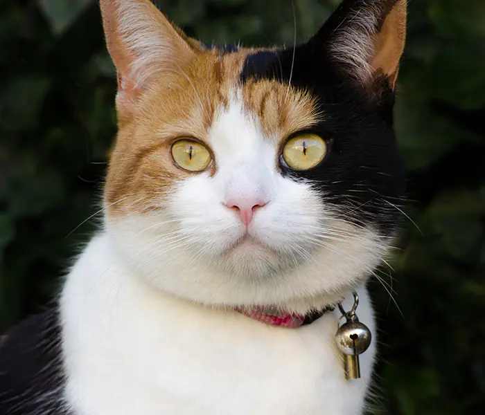 chat équipé d'un collier avec grelot effaroucheur d'oiseaux