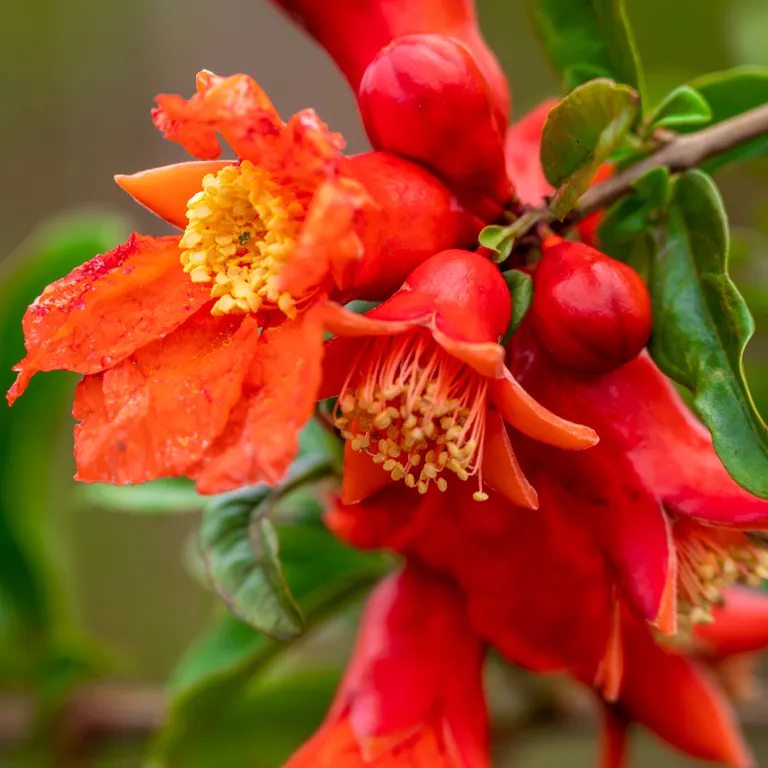 Grenadier à fleurs au mois d'août