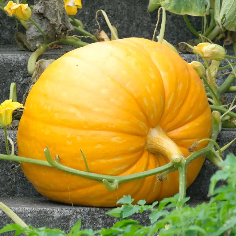 Grosse courge isolée sur un plant taillé en août pour concentrer l'énergie et la croissance des fruits
