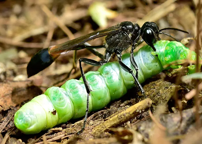 Guêpe parasitoïde (insecte auxiliaire du jardin)