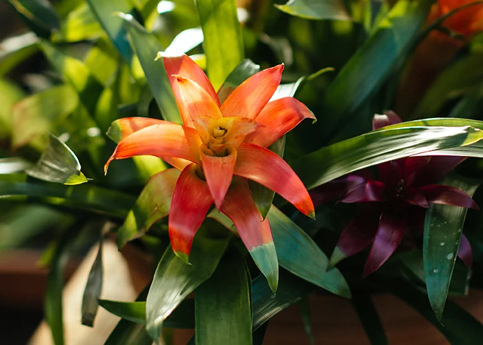 guzmania