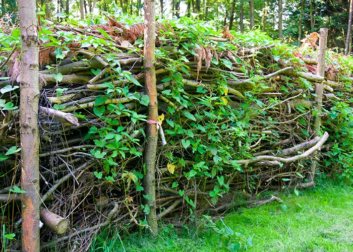 Haies de Benjes : corridor et abri naturel pour les auxiliaires au jardin