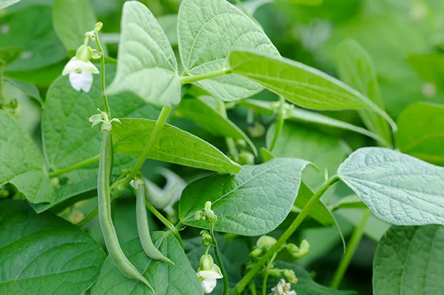 haricot vert sous serre juillet