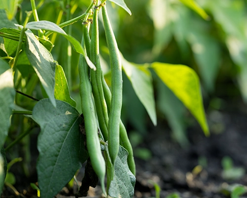 Haricot vert