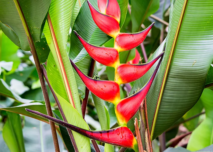 Heliconia : variété de fleur tropicale