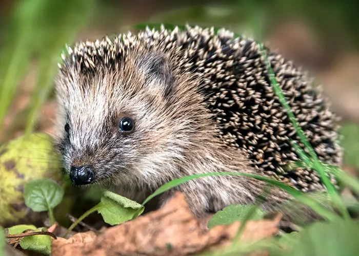 Hérisson (animal auxiliaire du jardin)