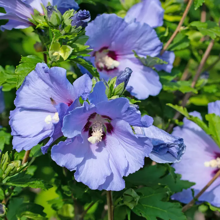 Fleurs d'hibiscus bleu en juillet