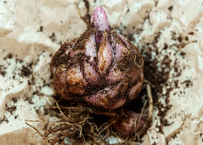 zoom sur un bulbe de plante tropicale