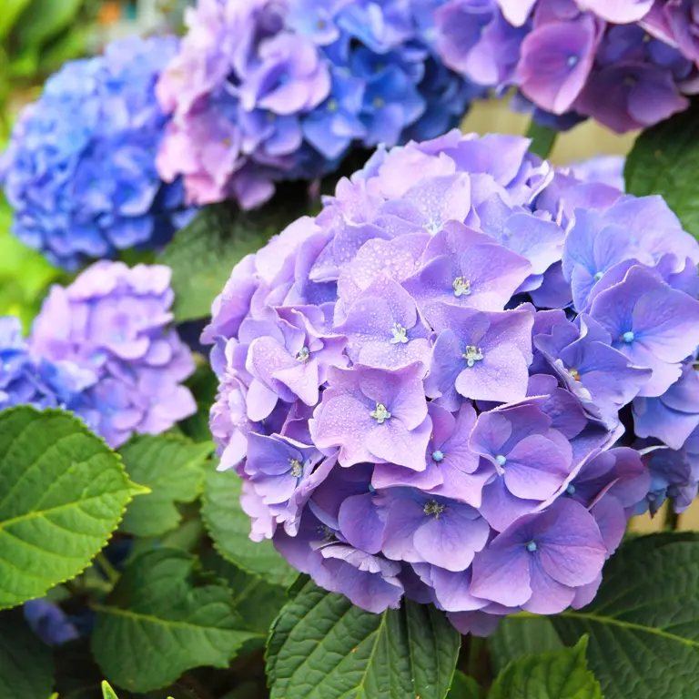 Hortensias violets et bleu en juillet