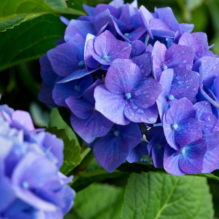 Fleur d'hortensias en juin
