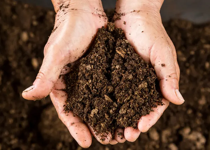 l'humus agit comme une éponge pour retenir l'eau du sol