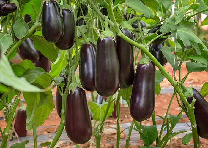 Plants d'aubergines hybrides F1 : croisements entre deux lignées sélectionnées