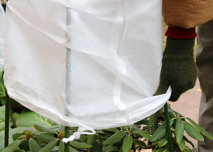 Installation d'un voile d'hivernage sur un rhododendron