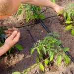 Comment installer un goutte-à-goutte dans votre serre ?