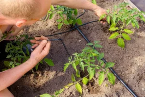 Comment installer un goutte-à-goutte dans votre serre ?