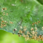 Lutter contre les araignées rouges