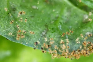 Lutter contre les araignées rouges