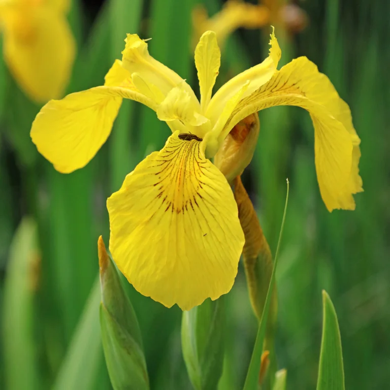 Iris des marais en floraison en mai