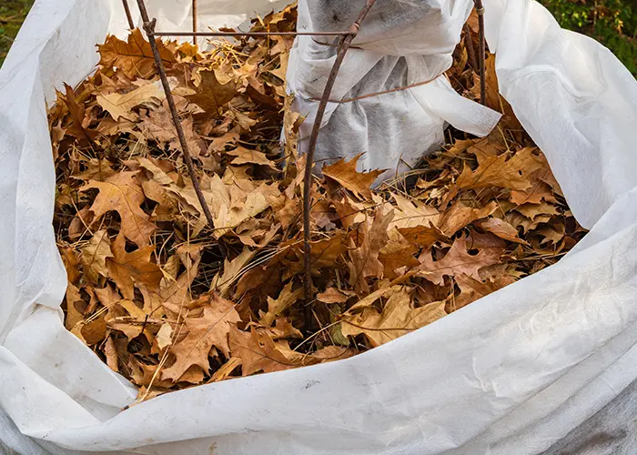 Isolation du gel avec des feuilles mortes