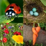 jardin écologique : jardiner de façon plus respectueuse de l'environnement