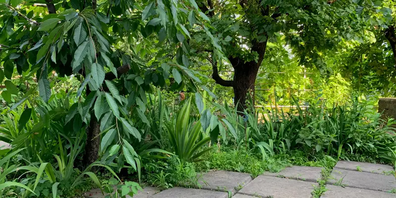 Jardin envahi de végétation après trois semaines de vacances