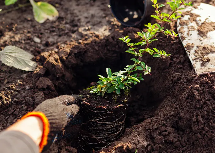 plantation de jeunes plants avec racines