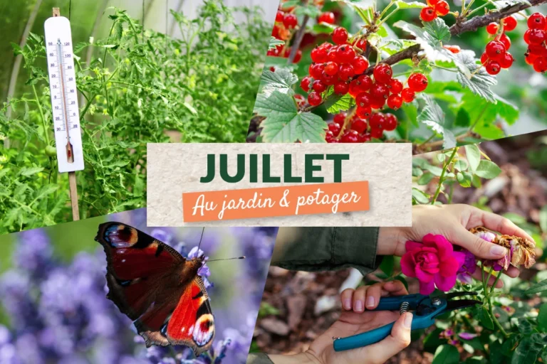 Que faire au jardin en juillet ? Les travaux du potager au mois de juillet - France Serres