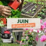 Que faire en juin au jardin et au potager ?
