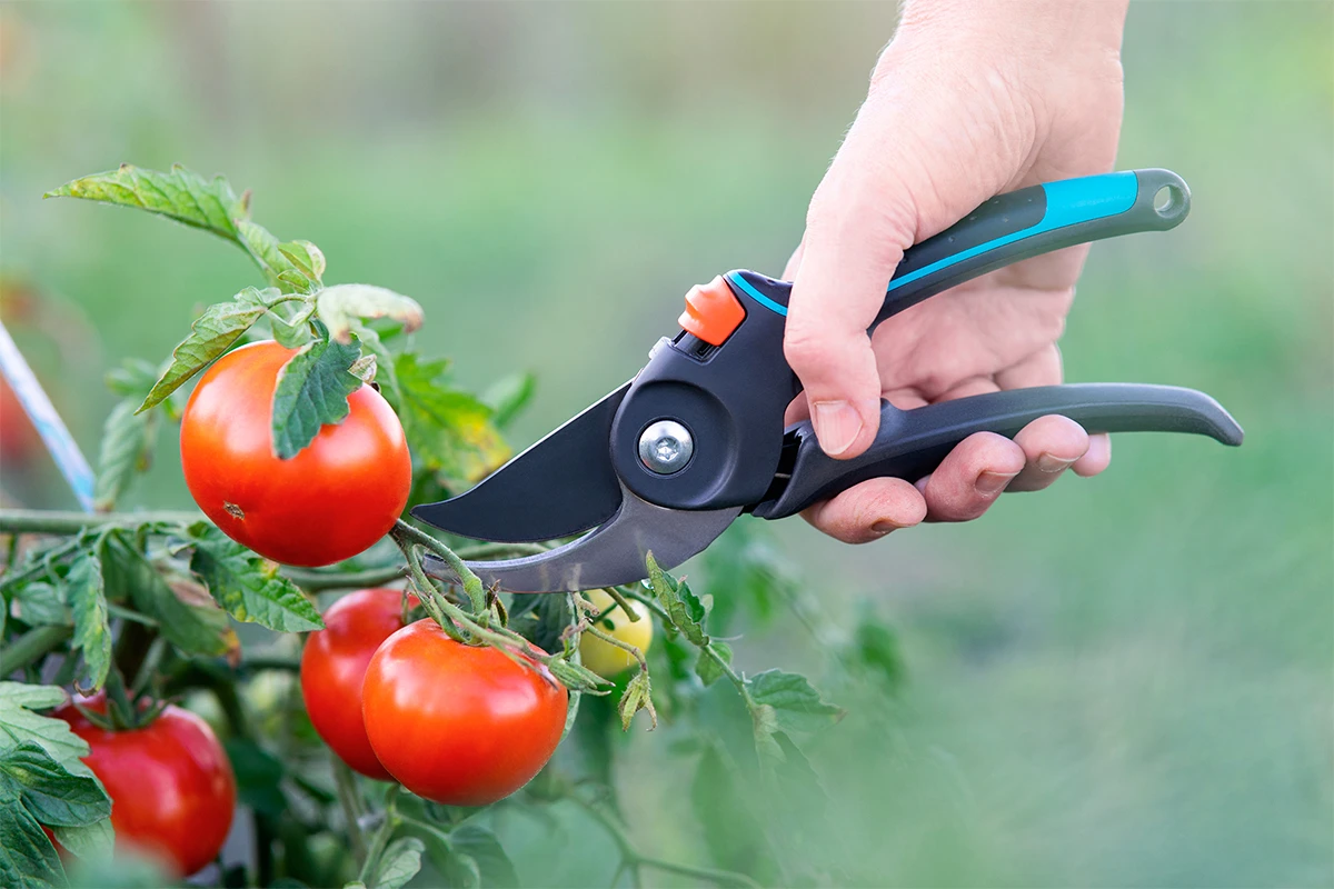 La taille des tomates