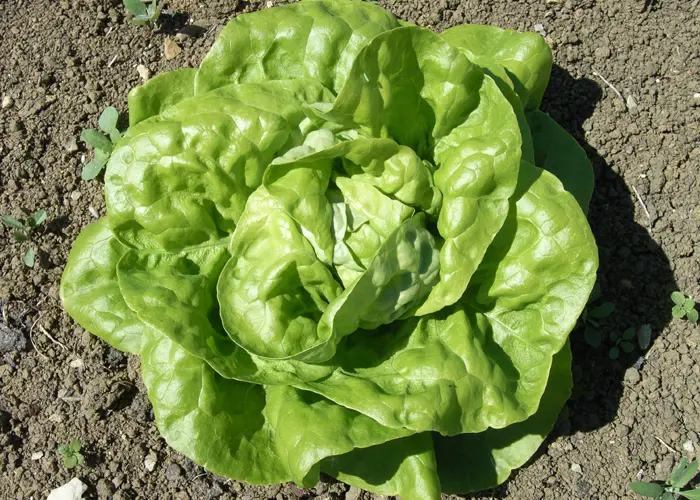 variété de laitue beurre ou laitue pommée