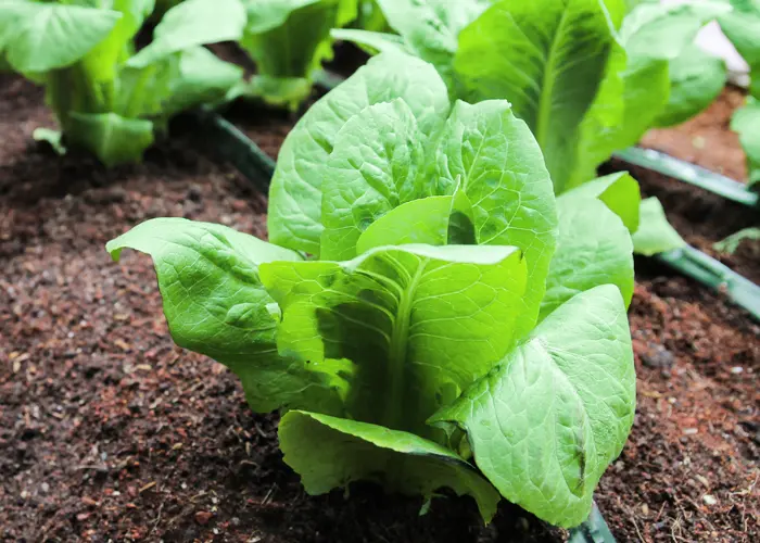 variété de laitue romaine